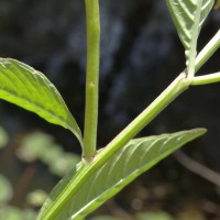 Ludwigia hyssopifolia (G.Don) Exell